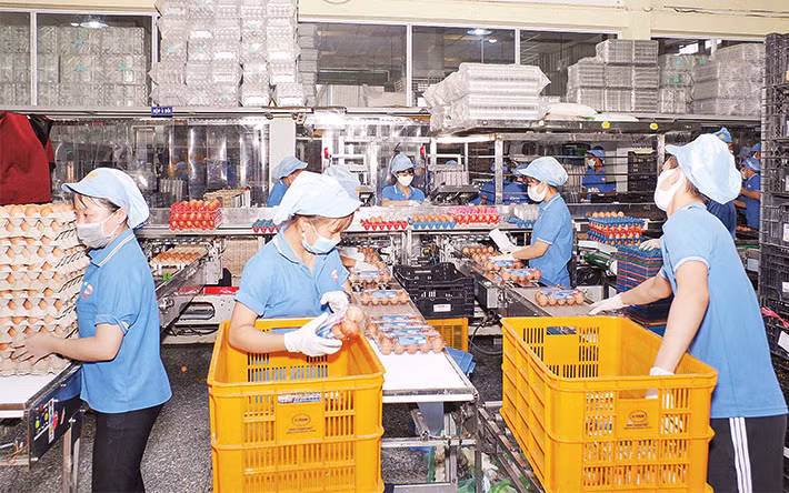 Sản xuất tại Công ty cổ phần thực phẩm Vĩnh Thành Đạt (Ảnh minh họa: Phương Vy).