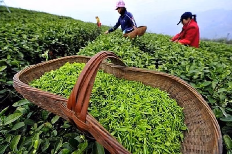 Sản phẩm chè Việt Nam (Ảnh minh họa).
