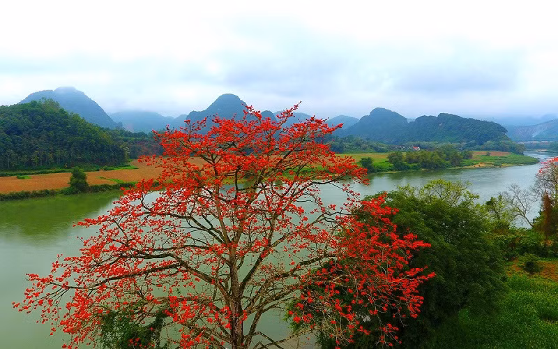 Rực đỏ mùa hoa gạo bên sông Lam