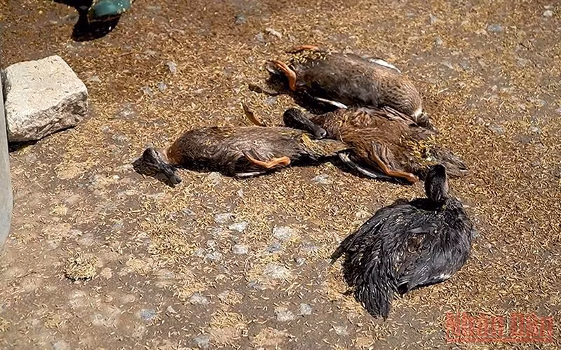 Sớm làm rõ nguyên nhân cá chết bất thường ở TP Quảng Ngãi -0