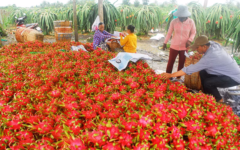 Thanh long tiêu thụ chậm, giá thấp trong đợt dịch Covid-19 vừa qua.