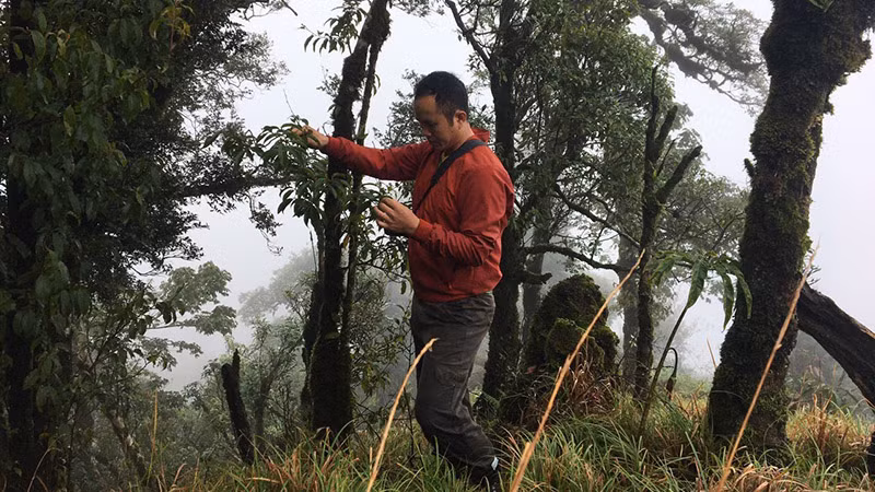 Nhà thực học vật xem xét, đánh giá một loài thực vật tại rừng Mù Cang Chải (Yên Bái).