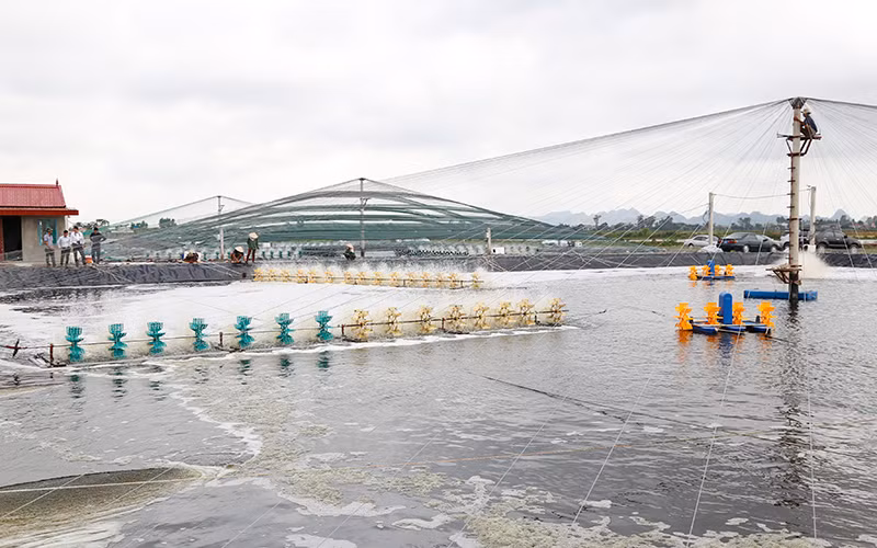 Nuôi trồng thủy sản công nghệ cao ở huyện Kim Sơn (Ninh Bình).
