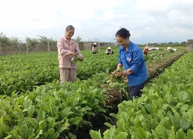 Trong bối cảnh dịch bệnh Covid-19 diễn biến phức tạp nhiều hợp tác xã đã liên kết, ứng dụng công nghệ, tích cực chuyển đổi số và gặt hái được nhiều thành công.