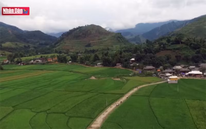 Mùa cốm Tú Lệ