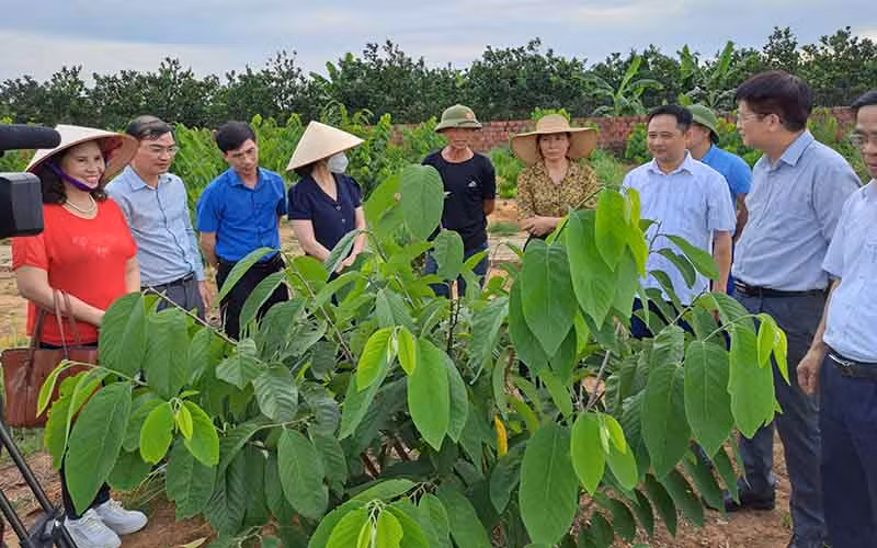 Các đại biểu tham quan mô hình trồng na ở xã Việt Dân, thị xã Đông Triều, Quảng Ninh. 