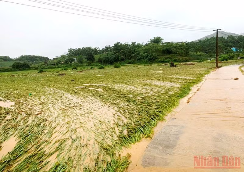 Mưa lớn gây sạt lở và ngập úng nặng ở Lào Cai -1