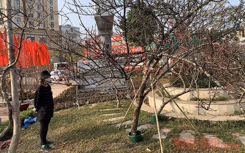 Người Hà Nội thích thú chọn đào vùng cao.
