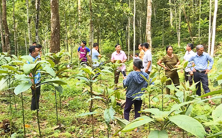 Hướng đi mới từ cây dược liệu dưới tán rừng -0