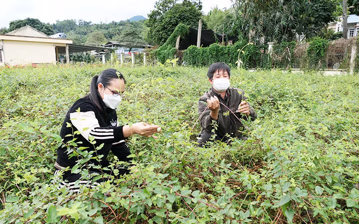 Trồng bảo tồn giống cây dược liệu kim ngân tại Trung tâm Giống cây trồng Đạo Đức (tỉnh Hà Giang). (Ảnh: KHÁNH TOÀN)