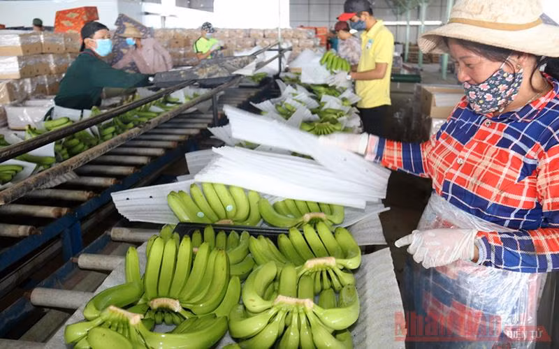 Sơ chế chuối sạch tại Công ty TNHH Phát triển Nông nghiệp Hoàng Anh Attapeu, một trong những dự án lớn Việt Nam đầu tư vào Lào.