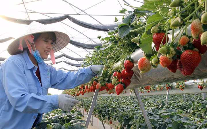 Sản xuất dâu tây theo hướng công nghệ cao tại TP Đà Lạt (Lâm Đồng).
