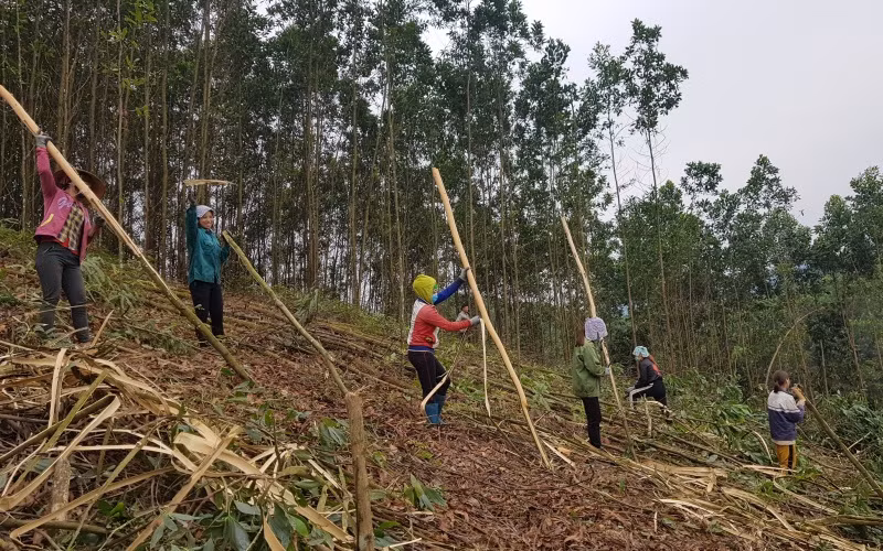 Trồng rừng giúp người dân Sơn Động thoát nghèo bền vững.