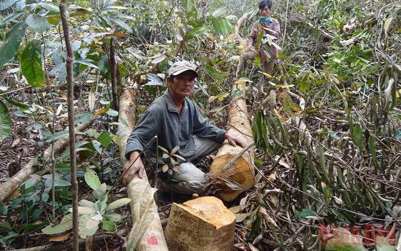 Chưa đủ thủ tục tỉnh Phú Yên đã cho phát trắng hàng chục ha rừng tự nhiên để triển khai dự án chăn nuôi bò tại hai tiểu khu 310, 311 huyện Sông Hinh. ( Ảnh chụp tháng 3/2017)
