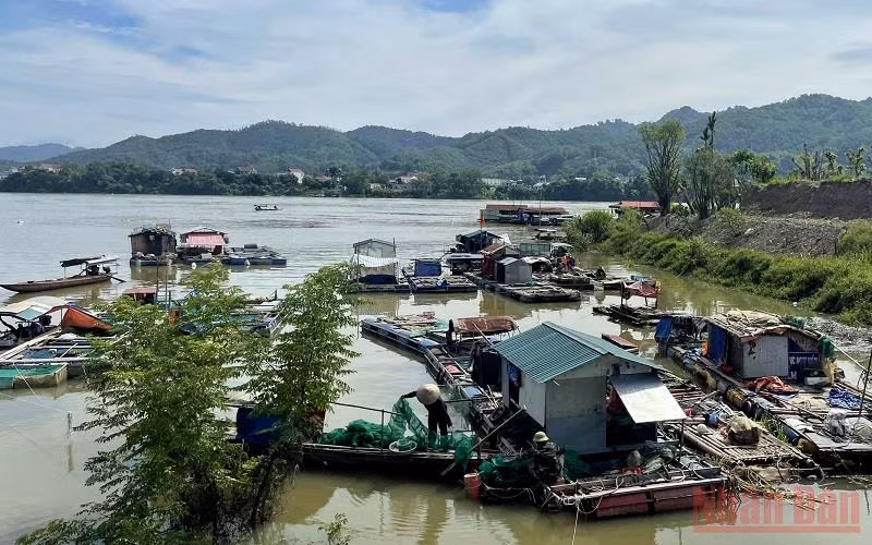 Lồng cá nuôi tự phát của các hộ dân tại phường Thịnh Lang đã được đưa vào nơi trú ẩn an toàn trước khi Nhà máy thủy điện Hòa Bình xả lũ.