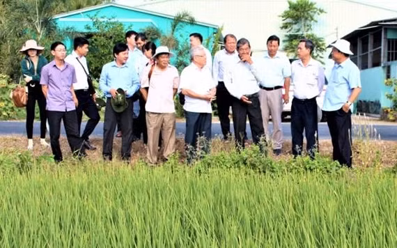 Vùng sản xuất lúa giống ST25 tại thị xã Ngã Năm.