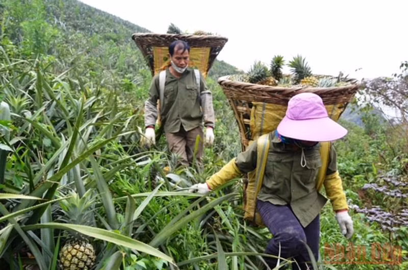 Người dân xã Bản Lầu, huyện Mường Khương (Lào Cai) thu hoạch dứa trên nương đồi.