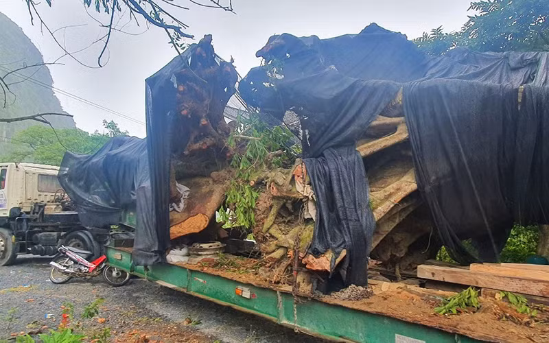 Xe chở 2 cây “khủng” khai thác trái phép tại xã Trường Xuân bị tạm giữ.