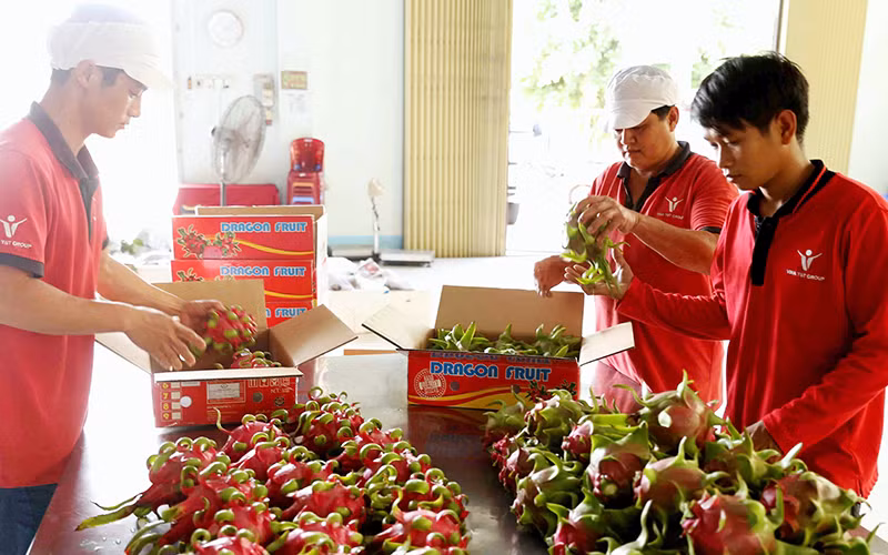 Sơ chế, đóng gói thanh long xuất khẩu tại Công ty Vina T&T Group (Tiền Giang). Ảnh: VŨ SINH