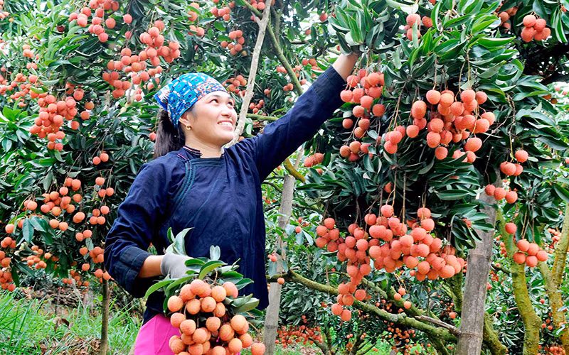 Ảnh minh họa: Niềm vui của người dân thu hoạch vải. 