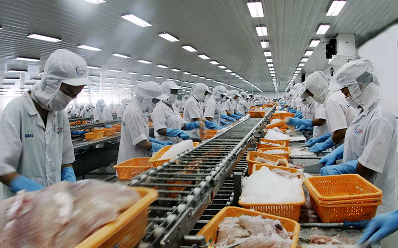 Chế biến thủy sản xuất khẩu tại Công ty cổ phần Xuất nhập khẩu thủy sản Cần Thơ (thành phố Cần Thơ). Ảnh: TRẦN QUỐC