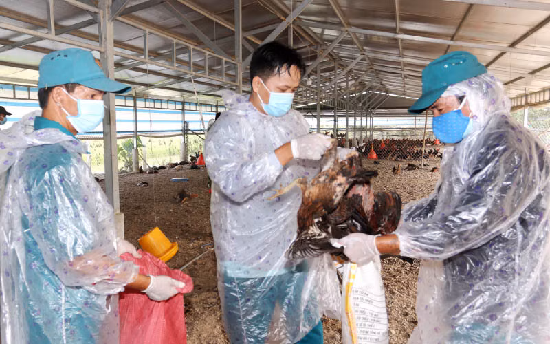 Cơ quan chức năng tiến hành tiêu hủy 12.000 con gà nhiễm H5N1 của hộ ông Đào Văn Đông.