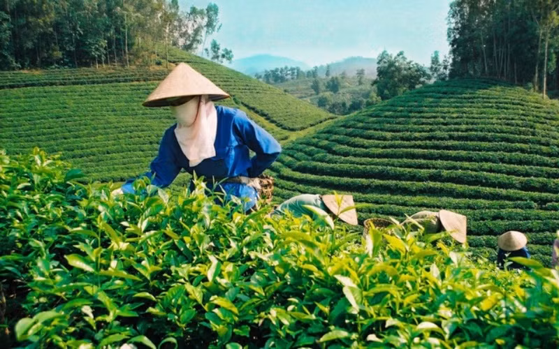 Việt Nam chỉ cung cấp một lượng chè rất nhỏ cho thị trường Australia.