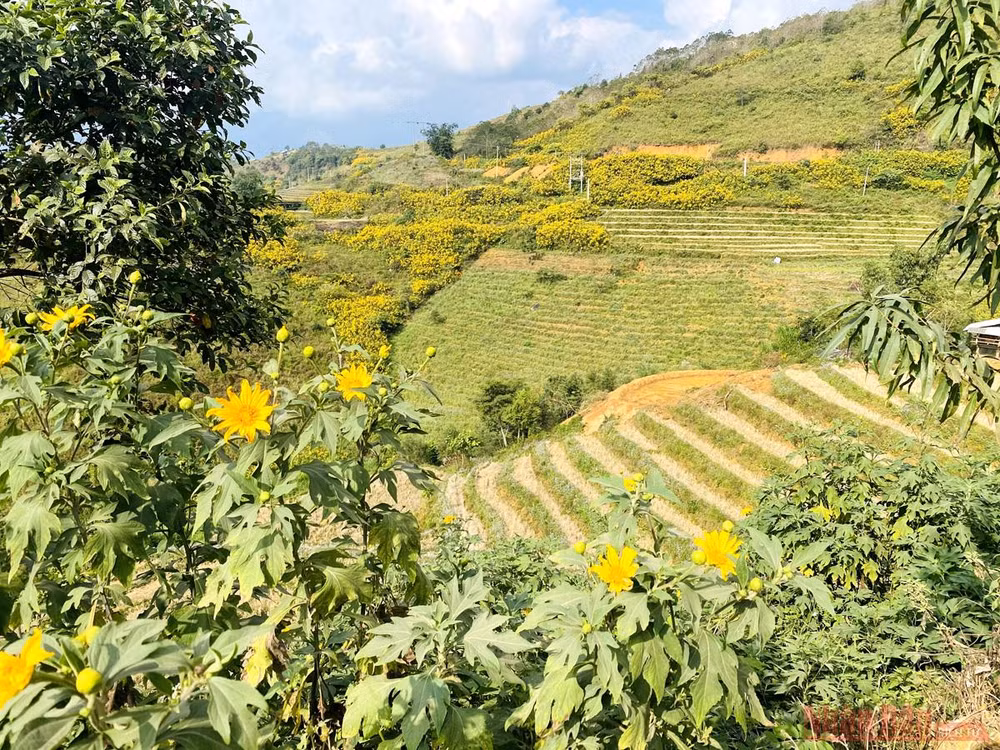 Sin Suối Hồ - Ngàn mặt trời rực rỡ -0
