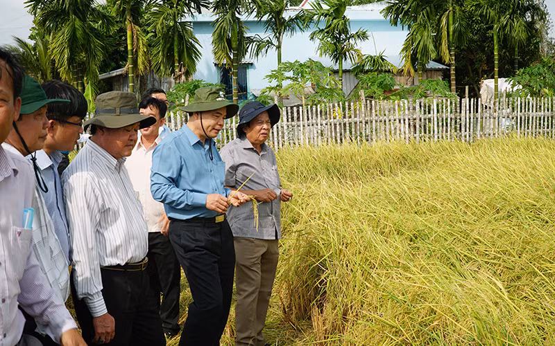 Hạt gạo Sóc Trăng -0