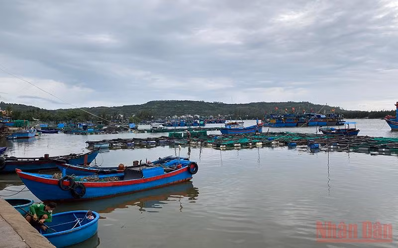 Nhiều hộ nuôi cá tự phát đặt lồng bè lấn chiếm, làm cho tàu thuyền khó khăn khi ra vào neo đậu tránh trú bão trên cửa Lễ Thịnh, xã An Ninh Đông, huyện Tuy An, Phú Yên. (Ảnh minh họa: TRÌNH KẾ)