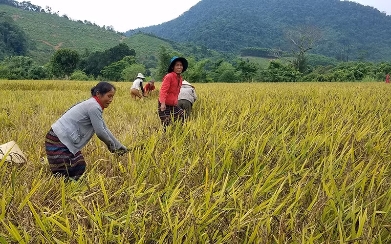 Ðồng bào Bru - Vân Kiều ở xã Ngân Thủy thu hoạch lúa nếp than.