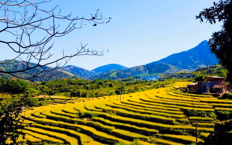 Những ruộng bậc thang lúa chín vàng ở Bình Liêu chính là điểm đến check-in của nhiều du khách và vào ngày 6 và 7-10, lần đầu tiên lễ hội mùa vàng Bình Liêu được tổ chức.