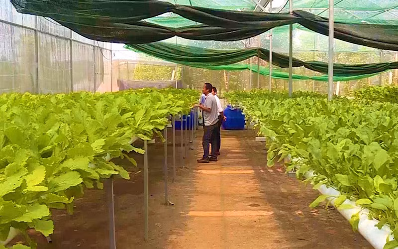 Trồng rau thủy canh trong trang trại ở xã Thuận Đức, thành phố Đồng Hới (Quảng Bình).