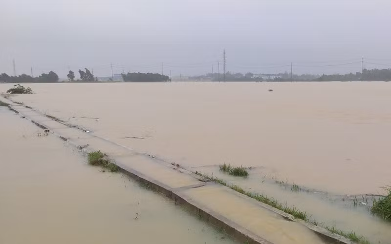Hàng trăm ha lúa hè thu ở Quảng Ngãi ngập chìm trong nước.