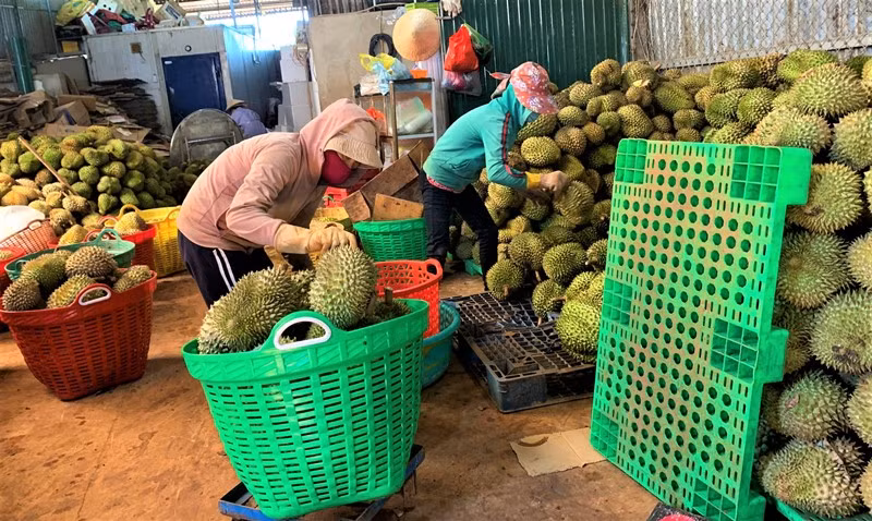 Rộn ràng mùa thu hoạch sầu riêng ở Đắk Lắk -0