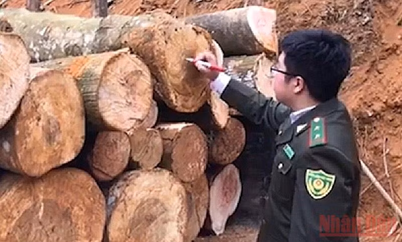 Cán bộ Hạt Kiểm lâm rừng ATK Định Hóa đo đếm, thu giữ số gỗ khai thác trái phép tại hiện trường. 