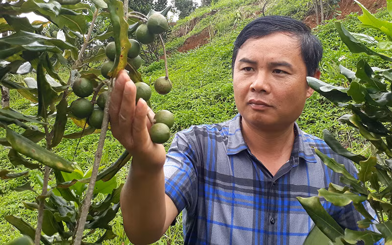 Anh Lò Văn Pâng kiểm tra vườn mắc-ca trước kỳ thu hái.