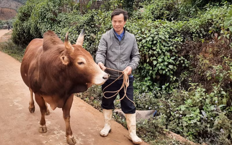 Chủ động phòng bệnh cho gia súc, người chăn nuôi cần theo dõi diễn biến sức khỏe đàn vật nuôi.
