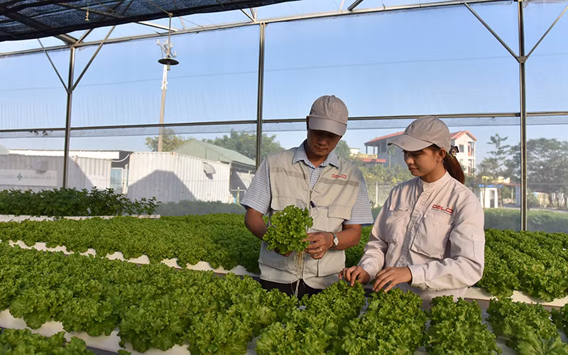 Sản xuất nông nghiệp ứng dụng công nghệ cao tại Công ty Declo Fram, tỉnh Bắc Ninh. (Ảnh Minh Hà)