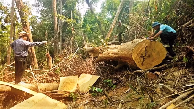 Một vụ khai thác lâm sản trái phép quy mô lớn tại lâm phận do Công ty lâm nghiệp Ea Kar quản lý được phát hiện.