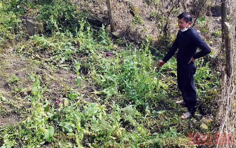 Đối tượng Nguyễn Văn Doanh và mảnh đất trồng cây thuốc phiện trái phép trong vườn nhà.