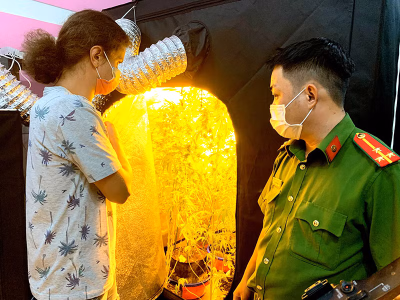 Bình Thuận phát hiện một người nước ngoài trồng, sản xuất, tàng trữ trái phép cần sa -0