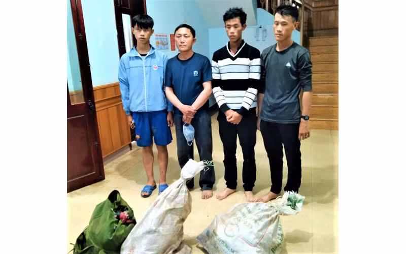 Bốn đối tượng Thào Chuẩn Thảng, Sùng Mí Phứ, Sùng Mí Vư và Sùng Mí Thắng cùng tang vật khi bị bắt giữ.