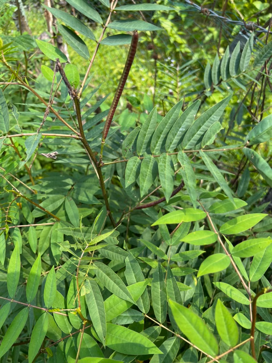 Liệt toàn thân vì ăn thảo mộc trị bệnh tiểu đường -0