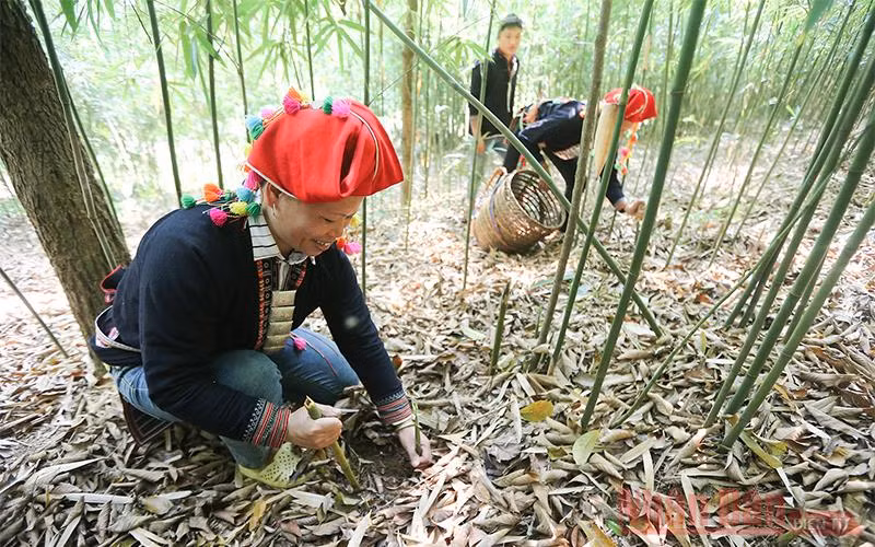 Theo chân người Dao đi hái măng sặt