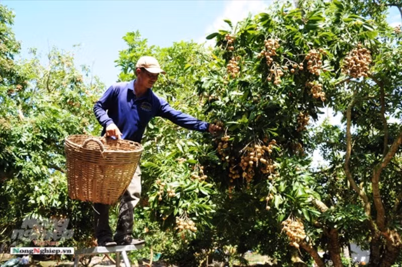 Đầu ra của nhãn và nhiều sản phẩm OCOP gặp khó do dịch bệnh Covid-19 diễn biến phức tạp (ảnh: Báo Nông nghiệp Việt Nam)