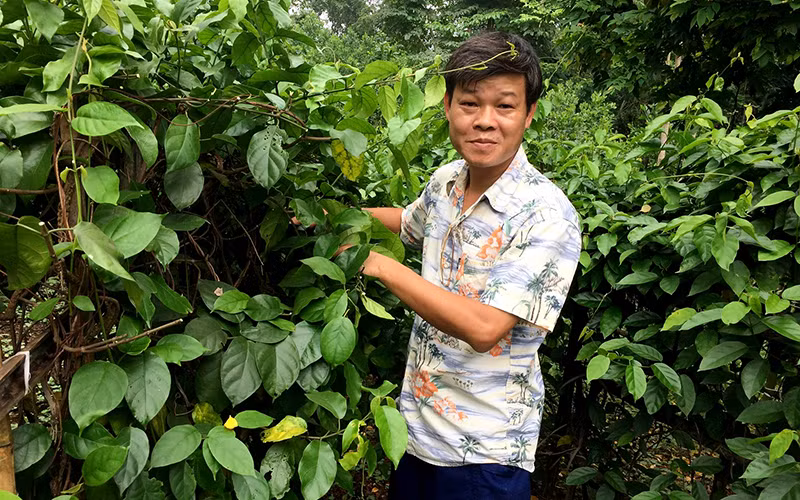 TS Trần Văn Ơn là người phát hiện cây dây thìa canh lá to - một cây thuốc trị tiểu đường. Ảnh: Phú Lương