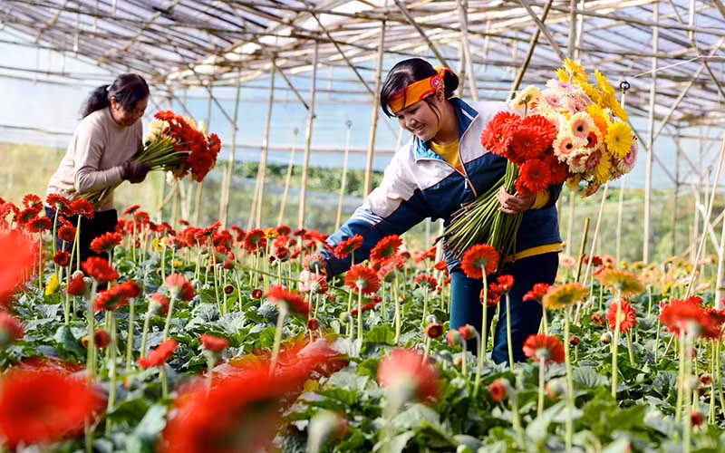 Người dân làng hoa Vạn Thành, TP Đà Lạt thu hoạch hoa đồng tiền. Ảnh: MAI VĂN BẢO