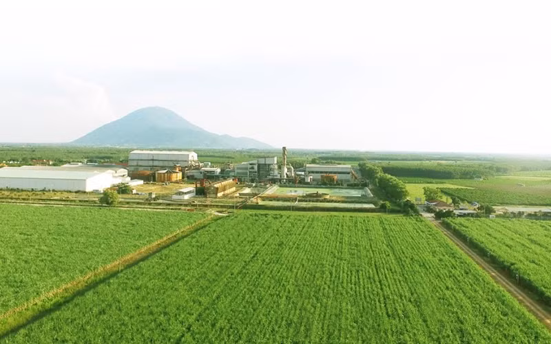 Tiềm năng từ năng lượng tái tạo trong phát triển bền vững mía đường.