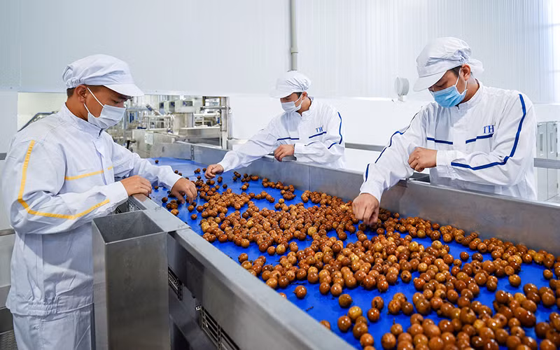 Sơ chế sản phẩm nhãn tại Nhà máy chế biến hoa quả tươi và thảo dược Vân Hồ, tỉnh Sơn La. Ảnh: ÐINH TÙNG